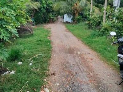 Cần bán 13000m2 đất lúa.đang làm lúa, ấp Bình Trung, xã Bình thành, Thanh bình, Đồng Tháp