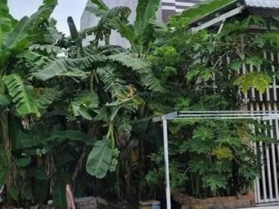 Bán gấp nền Nguyễn Hồng Khanh, KDC Phường 2, Tp.Bạc Liêu.