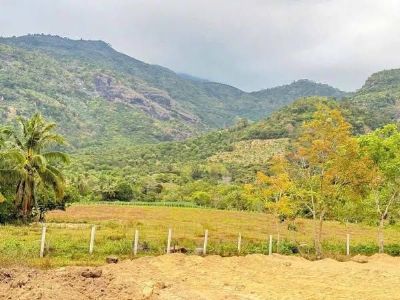 Cần bán 1,1xào Sông Pha - Lâm Sơn Ninh Sơn Ninh Thuận sổ riêng