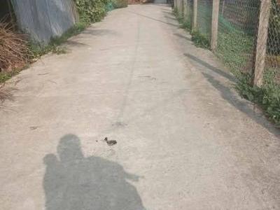 CẦN BÁN LÔ ĐẤT TẠI LẠC TẤN, TÂN TRỤ, LONG AN