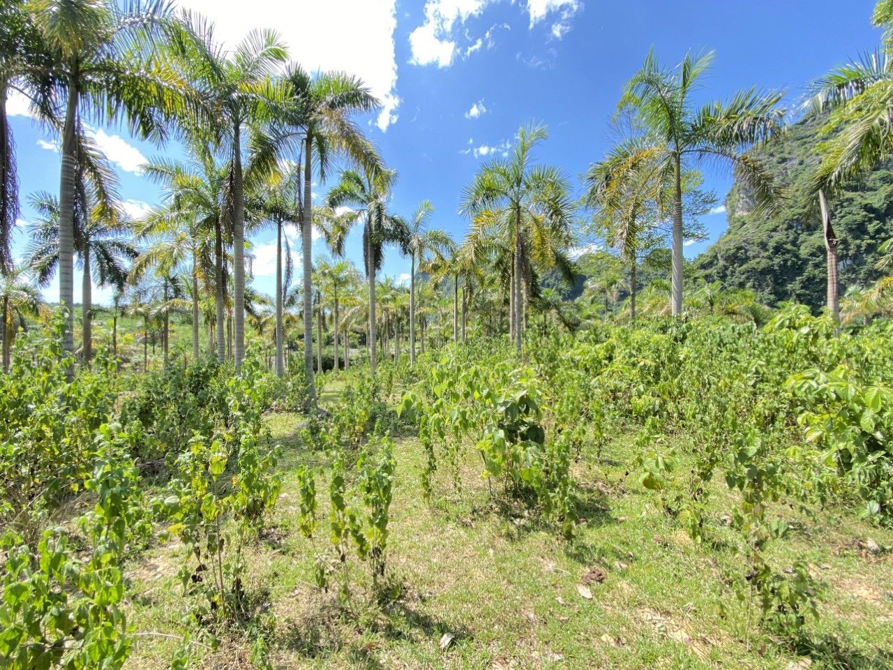 VIEW HỒ TUYỆT ĐỈNH TẠI KIM BÔI - HÒA BÌNH 9700M2