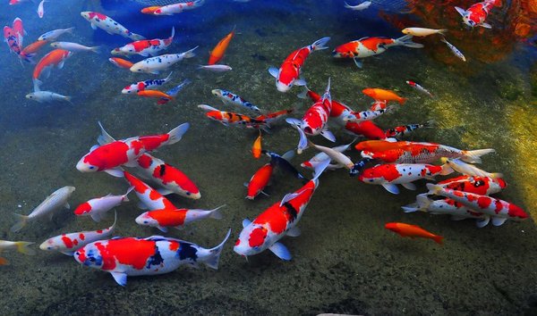 Chiêm ngưỡng mẫu thiết kế tiểu cảnh sân vườn hồ cá koi bằng kính 2