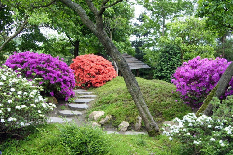 Thiết kế tiểu cảnh sân vườn với lối đi bằng đá 2