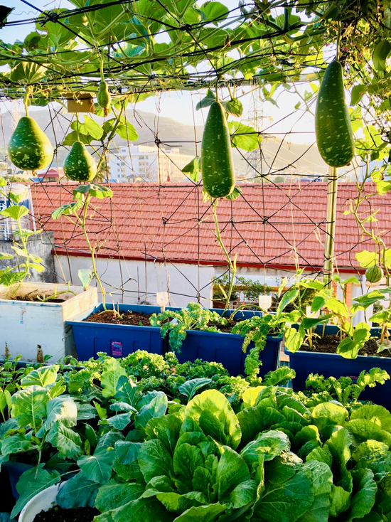 Vườn sân thượng 40 m2 tốt như trang trại2