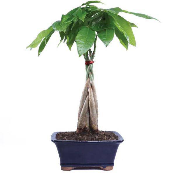 Tuổi Tuất hợp cây gì? Một số cây phong thủy gợi ý cho những người tuổi Tuất10