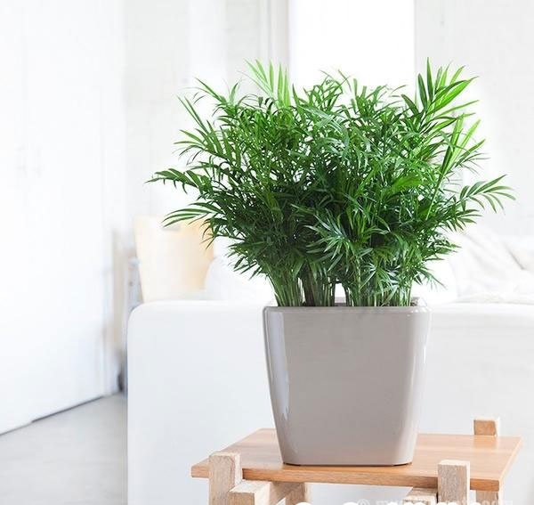 Tuổi Tuất hợp cây gì? Một số cây phong thủy gợi ý cho những người tuổi Tuất3