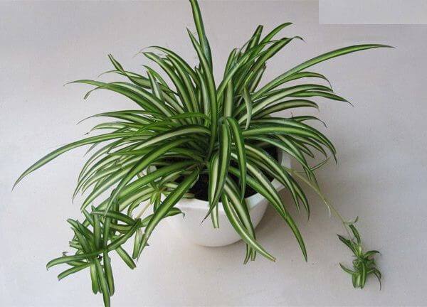 Tuổi Tuất hợp cây gì? Một số cây phong thủy gợi ý cho những người tuổi Tuất5