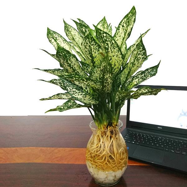 Tuổi Tuất hợp cây gì? Một số cây phong thủy gợi ý cho những người tuổi Tuất6