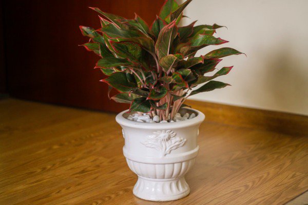 Tuổi Tuất hợp cây gì? Một số cây phong thủy gợi ý cho những người tuổi Tuất9