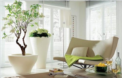 Cách bày cây hợp phong thủy, chọn cây chuẩn từng vị trí trong nhà1