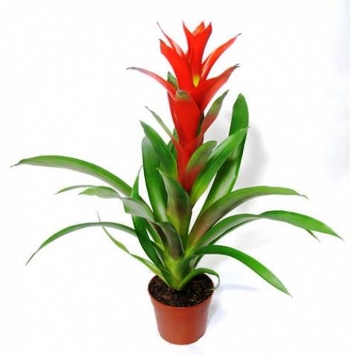 Buôn may bán đắt nhờ bài trí cây cảnh hợp phong thủy cửa hàng6