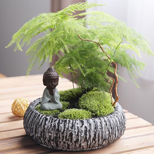 Buôn may bán đắt nhờ bài trí cây cảnh hợp phong thủy cửa hàng7