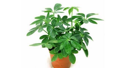 Buôn may bán đắt nhờ bài trí cây cảnh hợp phong thủy cửa hàng8