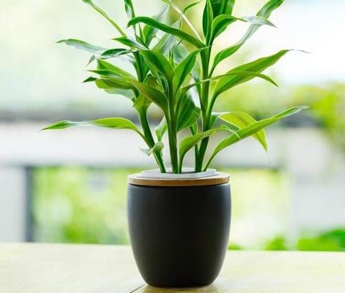Buôn may bán đắt nhờ bài trí cây cảnh hợp phong thủy cửa hàng4