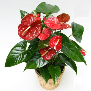 Goi y sap xep cay canh van phong hinh anh
